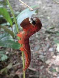 Phyllodes Imperialis Caterpillar What The Hayvanlar Alemi Surungenler Hayvan