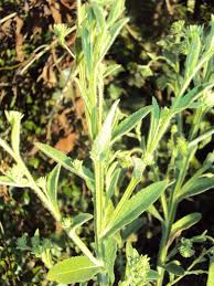 Image result for Laggera