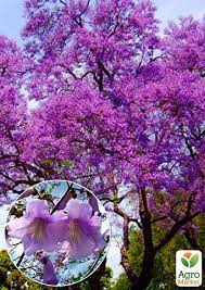 Павловния является одним из самых полезных и востребованных деревьев в китае и других странах благодаря своему многоцелевому статусу. Pavlovniya Sirenevaya Adamovo Derevo Krasivocvetushij Sort Kupit Pochtoj V Odesse Kieve Ukraine Agro Market