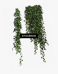 It is a striking plant, and if you are lucky enough to be growing it in usda zone 7b or higher, you can grow it into a shrub or even a standard the size of a small tree. Bush Plant Png Hanging Plants Transparent Png Download Transparent Png Image Pngitem