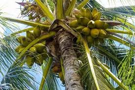 Production of coconut differs according to the region, the type of tree and the climate condition, as well as the care provided to coconut palm trees.the average production of one coconut palm tree in. Do Coconuts Grow On Palm Trees Quora