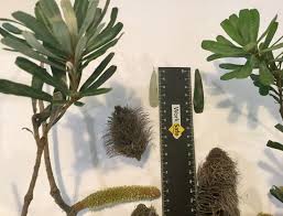 Image result for Euphorbia distinctissima