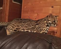 Bengal cats are very active and alert. Bengal Kittens For Sale In Florida