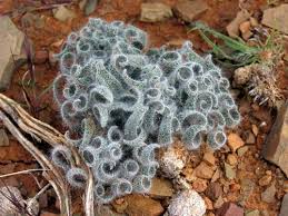 Image result for Gethyllis