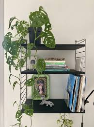 In questo modo arricchiscono lo spazio verde con un po di colore, vivacità e originalità grazie alle loro forme bizzarre. Piante Pendenti Da Interno Per Il Tuo Appartamento Green