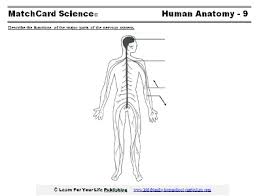 No matter your level of. Nervous System For Kids