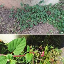 Image result for Boerhavia repens