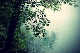 Nature In Rain Nature Rain Wallpaper Nature Macbook Wallpaper Nature