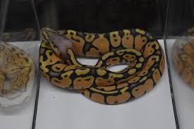 There are many small compact breeds that do not take up much room that can work well for an apartment setting. Australia S Wish List Of Exotic Pets Eurekalert Science News