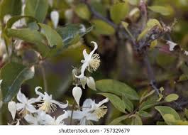 Image result for Clematis brachiata