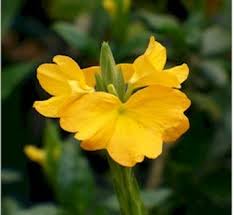 Image result for Crossandra nilotica