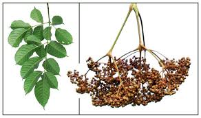Image result for Leea guineensis