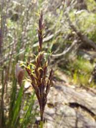 Image result for Bulbostylis schoenoides