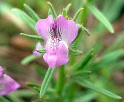 Image result for Misopates