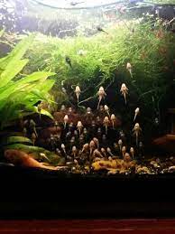 Babies Bristlenose Plecos Aquarium Fish Planted Aquarium Tropical Fish