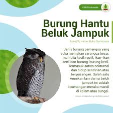 Maybe you would like to learn more about one of these? Brgm Indonesia Trivia Gambut Burung Hantu Beluk Jampuk Facebook