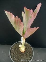 Image result for Cyphostemma jaegeri