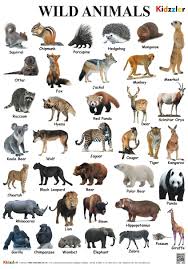 buy wild animals chart book online at low prices in india