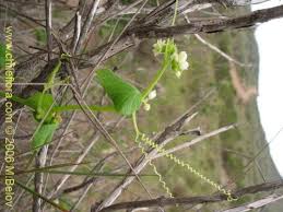 Image result for Cucumis bryoniifolius