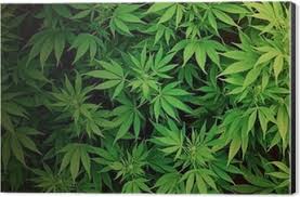 Trying to find a marijuana wallpaper for your phone, pc, tablet or stonerdays isn't a weed wallpaper site, but it is a cannabis site that has an exclusive section. Poster Weed Wallpaper Pixers Wir Leben Um Zu Verandern