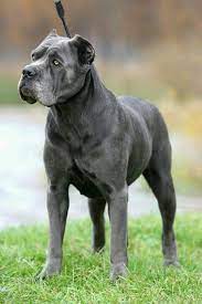 Bir i̇talyan mastiffi olan cane corso italiano, diğer mastiff cinsi köpeklere göre biraz farklılık göstermekte, dilerseniz yazının devamında cane corso, molossus irkina en yakin mastif soylarindan birisidir. Cane Corso Italiano Cane Corso Corso Dog Cane Corso Dog
