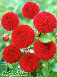 Pin By Krishna Creations On Telugu Good Morning Wishes Images Good Morning Wishes Wishes Images Flowers