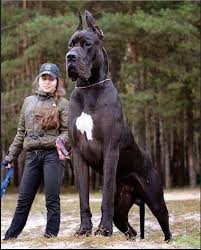 daily pins with dog tips from animal experts vets scientists trainers groomers huge database of homemade dog fo funny dogs big dog breeds huge dog breeds