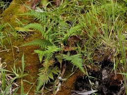 Image result for Pityrogramma aurantiaca