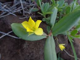 Image result for Portulaca kermesina