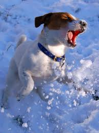 Pin By Susan Williams On Beagles Mostly Jack Russell Jack Russell Dogs Jack Russell Terrier