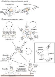 In multicellular organisms, cilia function to move a cell or group of cells or to help. The Origin Of Animal Multicellularity And Cell Differentiation Biorxiv