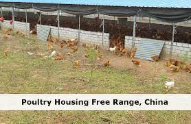 Free Range Poultry Housing Best Egg Laying Chickens Poultry House Laying Chickens