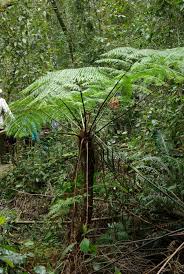Image result for Cyathea capensis