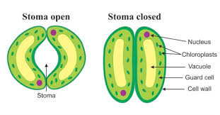 Guard cells are specialized plant cells in the epidermis of leaves, stems and other organs that are used to control gas exchange. Structure And Functions Of Stomata In Plants Qs Study