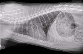 General signs of illness such as poor appetite, weight loss, and rapid, labored breathing, are more common signs. Asthma In Cats Veterinary Partner Vin