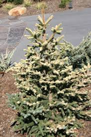 12 пихта сибирская — abies sibirica. Abies Pinsapo Aurea Golden Spanish Fir Dwarf Conifers Conifers Abies