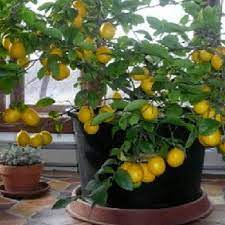 How To Grow A Lemon Tree From Seed Easily In Your Own Home Lemon Tree From Seed How To Grow Lemon Plants