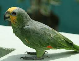 Bird With Orange Beak And Orange Wings Orange Winged Amazon Fact Sheet Parrot Parrot Pet Amazon Parrot