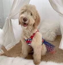 See our currently available goldendoodle puppies and confirmed litters on this page. Top 5 Goldendoodle Breeders In Texas 2021 We Love Doodles