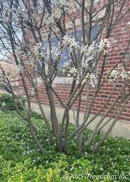 Image result for Amelanchier laevis