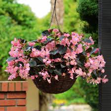 Image result for Begonia princeae