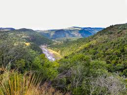 Image result for Aneilema brunneospermum