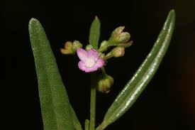 Image result for Gisekiaceae