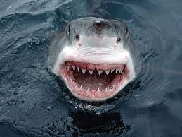 Great whites have a much heavier build than tiger sharks. The Search For Monster Great White Sharks Dr Abalone
