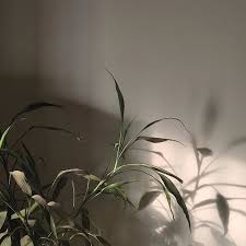 偶然拍到水竹の影 plants