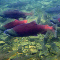 Listen to the audio oncorhynchus pronunciation on·corhynchus. Benizake ç´…é®­ Meaning In Japanese