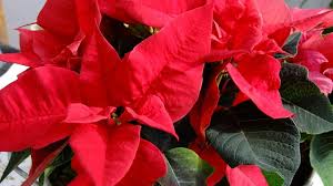 Trend grosslaubige zimmerpflanzen gabot de. Pflanzenfragen Zimmerpflanzen Pflanzentipps Experten Tipps Bayern 1 Radio Br De