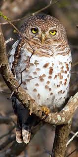 Glaucidium Capense African Barred Owlet Barred Owl Barred Owl Owl Pet Birds
