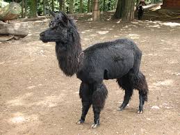Zoo, zoologicá zahrada, unie zoo. File Lama Pacos Black One Zoo Olomouc Jpg Wikimedia Commons