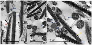 Image result for Turraea fischeri